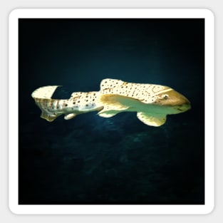 Leopard shark Sticker